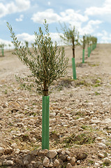 Image showing Yang olive trees in a row