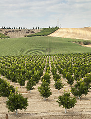 Image showing Yang orange trees plant