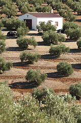 Image showing Olive trees