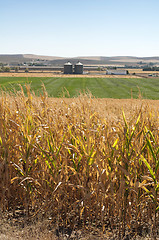 Image showing Corn plantation and processing plant factory