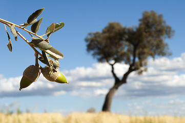 Image showing Acorns tree and arcon