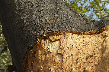 Image showing A corkwood tree