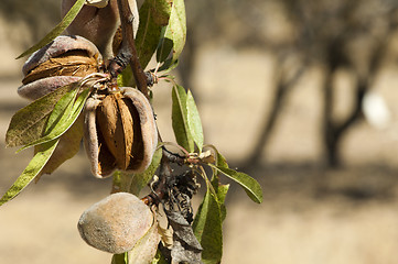 Image showing Nearly ripe almonds