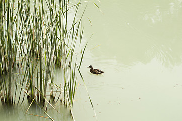 Image showing Cane in River and wild ducks