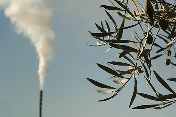 Image showing Olive trees and factory