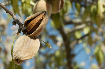 Image showing Nearly ripe almonds