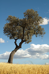 Image showing Acorns tree and blue cloudy sky