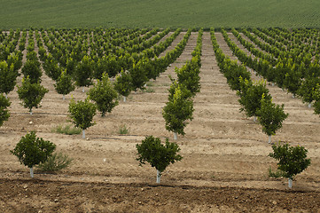 Image showing Yang orange trees plant