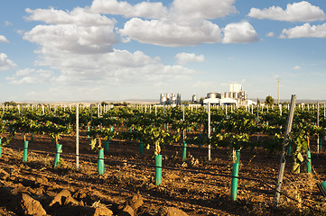 Image showing Young vineyards and wine fabric