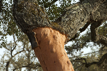 Image showing A corkwood tree