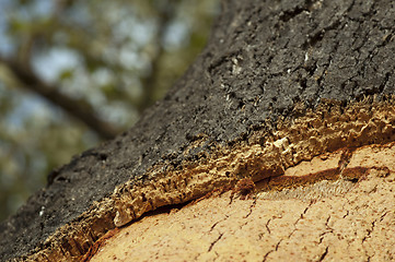 Image showing Cork crust