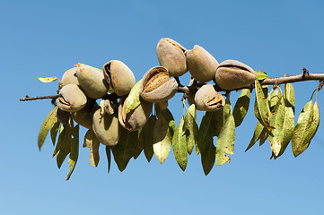 Image showing Nearly ripe almonds