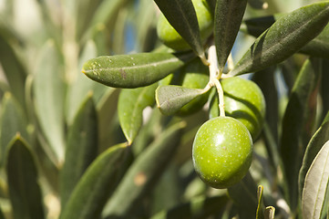 Image showing Olives on a branch