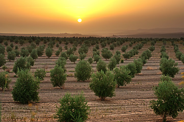 Image showing Olive trees