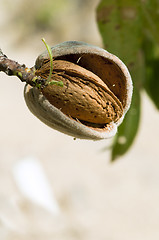 Image showing Nearly ripe almonds