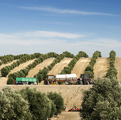 Image showing Olive plantation