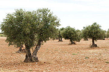 Image showing Olive trees