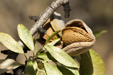 Image showing Nearly ripe almonds