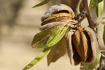 Image showing Nearly ripe almonds