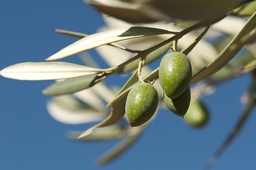 Image showing Olives on a branch