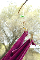 Image showing Clothes dryer on tree branch