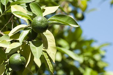 Image showing Green unripe orange fruit