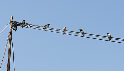 Image showing Birds on a wire. Concept of uniqueness and difference