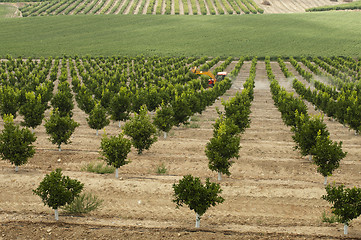 Image showing Yang orange trees plant