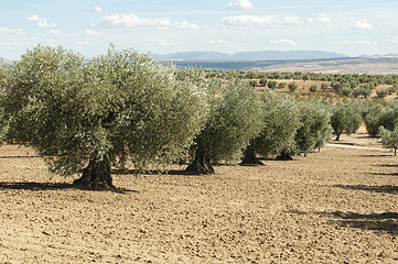 Image showing Olive trees