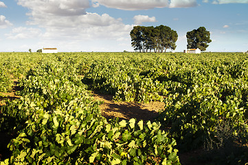 Image showing Vineyards and winery