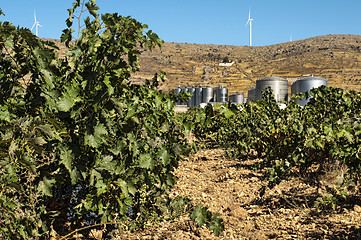 Image showing Vineyards and winery factory