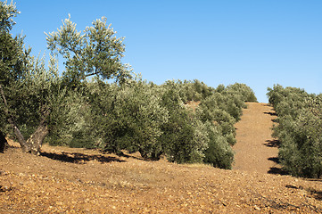 Image showing Olive trees