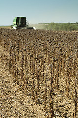 Image showing Harvester reaps sunflowers