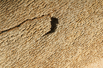 Image showing Tree crust close up