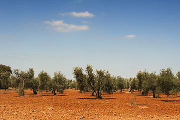 Image showing Olive trees in plantation