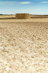 Image showing Straw bales in a wheat field