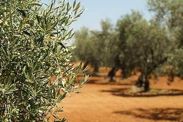 Image showing Olive plantation and olives on branch