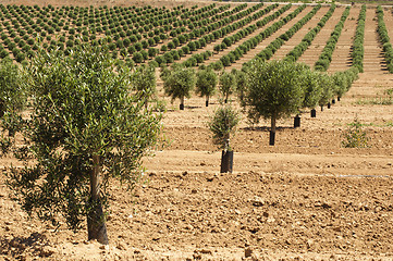 Image showing Young olive trees