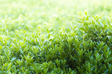 Image showing Grass background