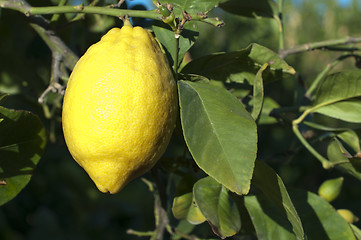 Image showing Lemon fruit on branch