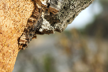 Image showing A corkwood tree