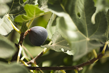 Image showing Fig on branch