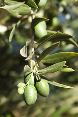 Image showing Olives on a branch