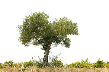 Image showing Olive tree over white