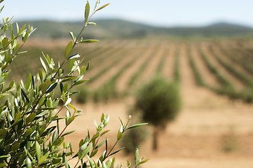 Image showing Young olive trees