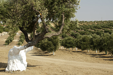 Image showing Olive trees in plantation