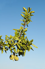 Image showing Almond fruit on the branch