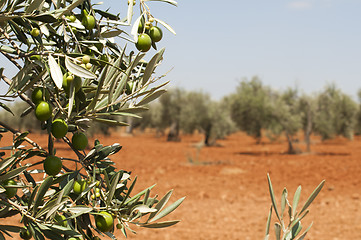 Image showing Olive plantation and olives on branch