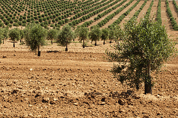 Image showing Young olive trees