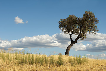 Image showing Acorns tree and blue cloudy sky